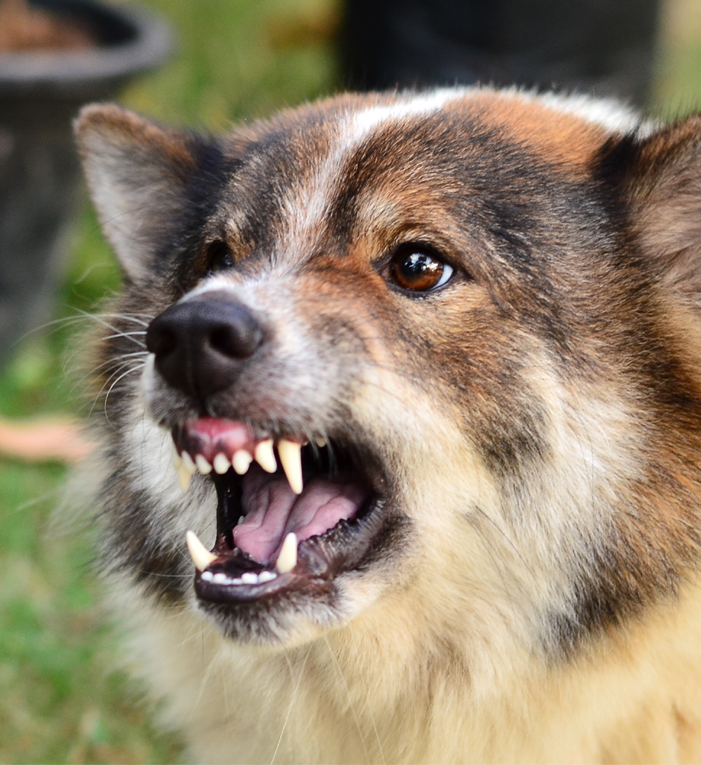 Small dog bares its teeth